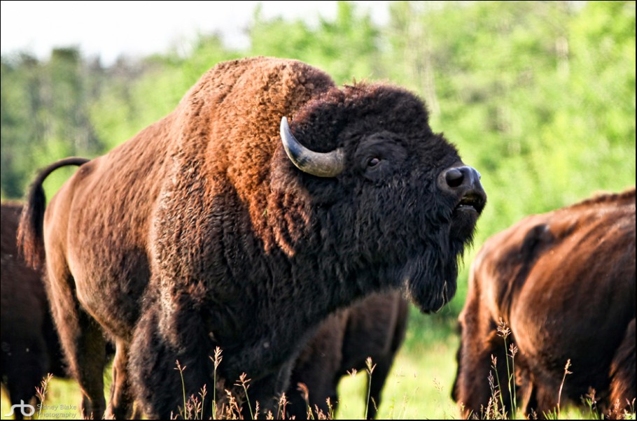 Power of the Old Beast »» Photographing Plains Bison Part II