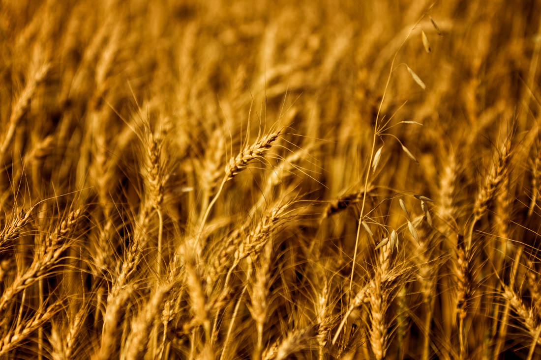 Chasing Crops »» Alberta Agriculture Photography